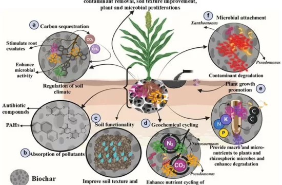Biochar