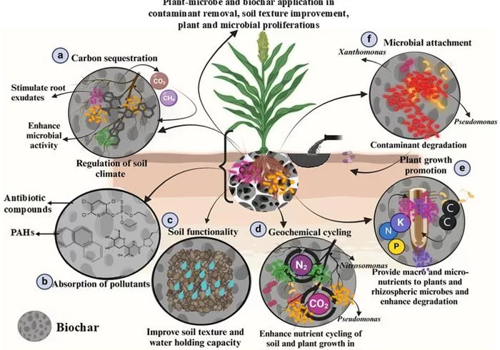Biochar