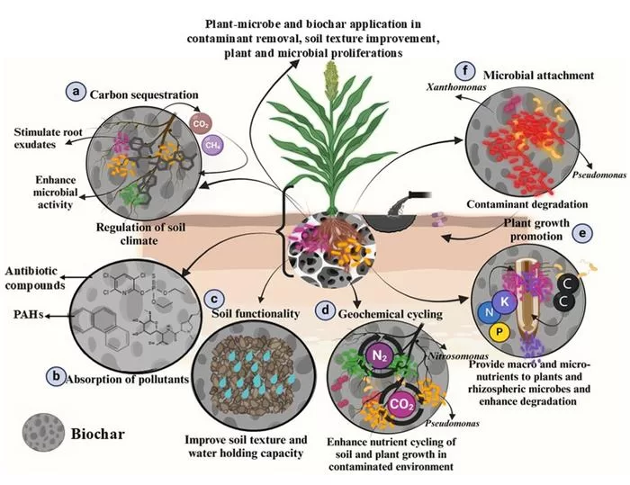 Biochar and plants join forces to clean up polluted soils and boost ecosystem recovery