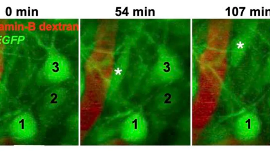 How neurons go with the blood flow when migrating through the brain