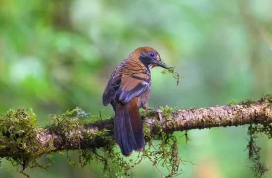 Rufous chinned Laughingthrush