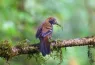Rufous chinned Laughingthrush