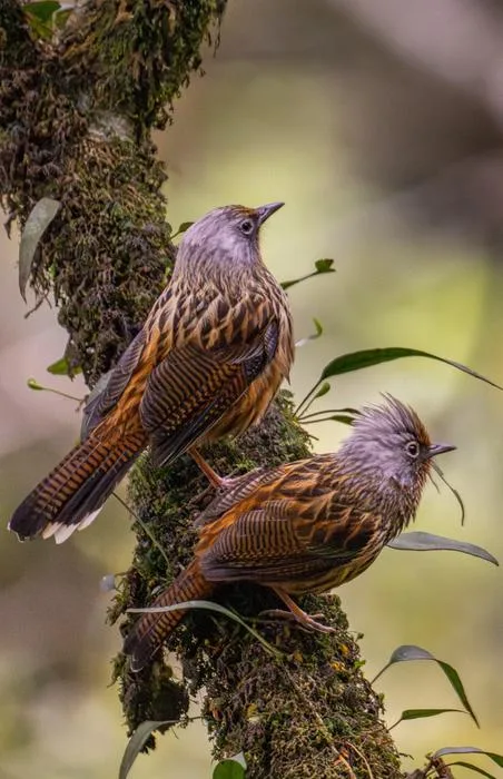 New study assesses the threat status of Vietnam’s bird species 3 Streaked Barwing