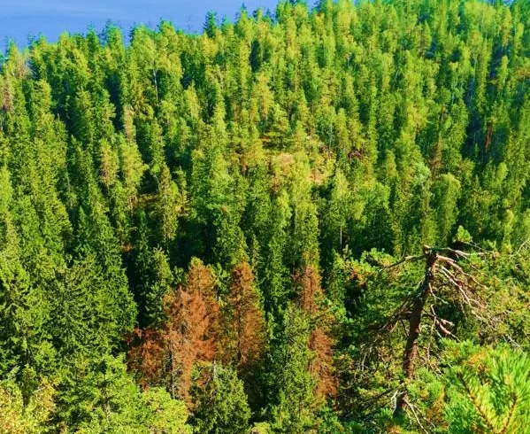 Trees damaged by the European spruce bark beetle