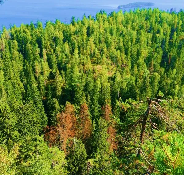 Forest structure and recent infestations drive bark beetle damage clustering in Finland