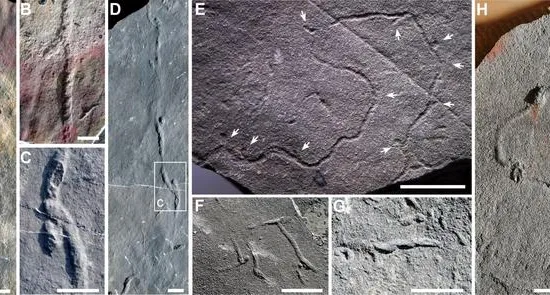 Researchers uncover oldest 3D burrow systems in Hubei's Shibantan Biota 3 Treptichnus in the Shibantan assemblage in the Wuhe area