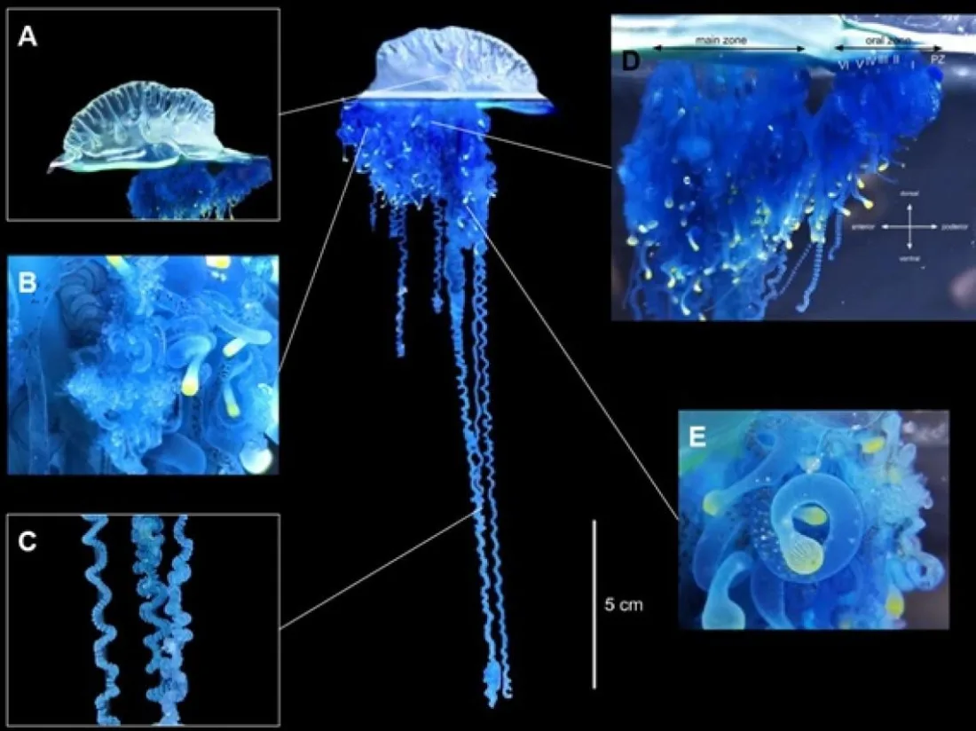 jelly fish