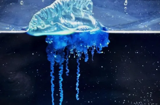 new jellyfish physalia mikazuki