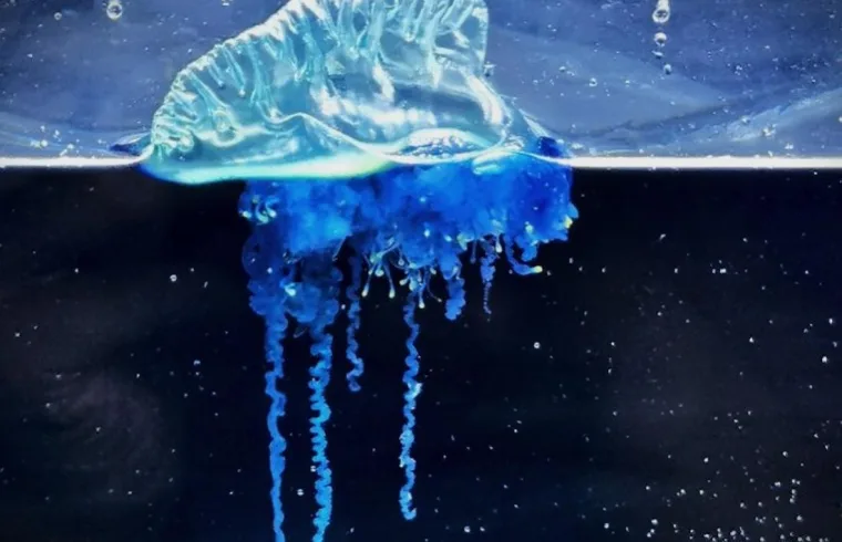 new jellyfish physalia mikazuki