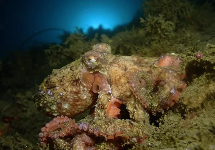 octopus camouflage Charlotte Seid Large