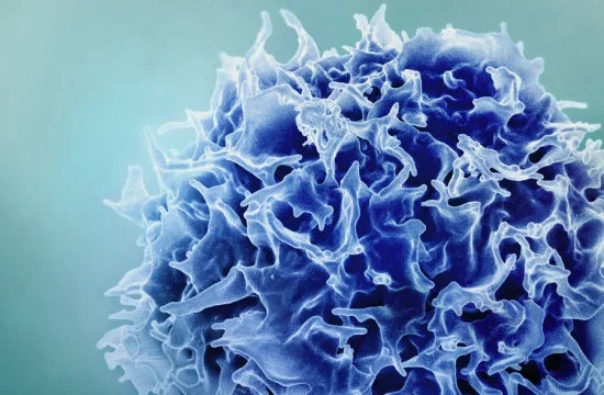 New study suggests a way to rejuvenate the immune system 3 MIT Immune Jejuvenation 01 press 0