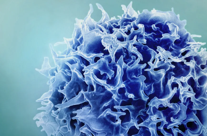 New study suggests a way to rejuvenate the immune system