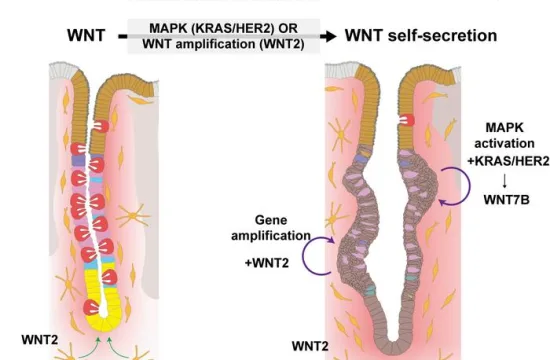 gastric epitheium 1