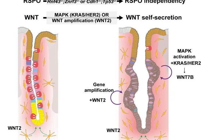 gastric epitheium 1