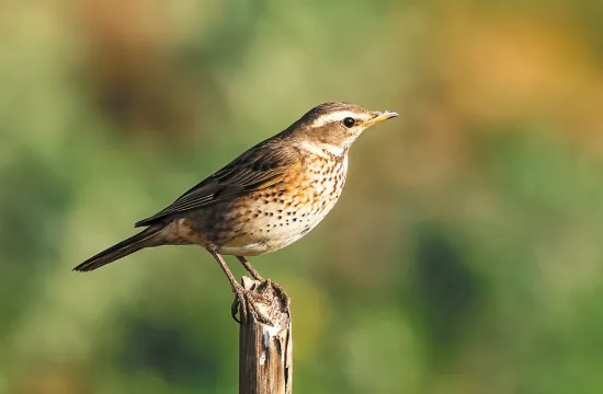 Naumanns Thrush