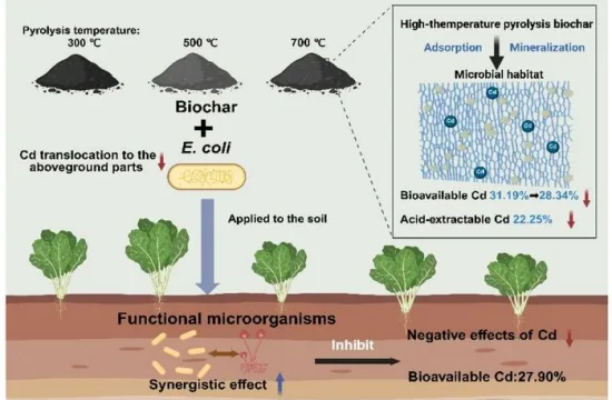 Choosing the right biochar can lock toxic cadmium in soil, study finds 3 biochars