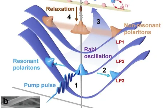 dynamics of polaritons at resonant excitation