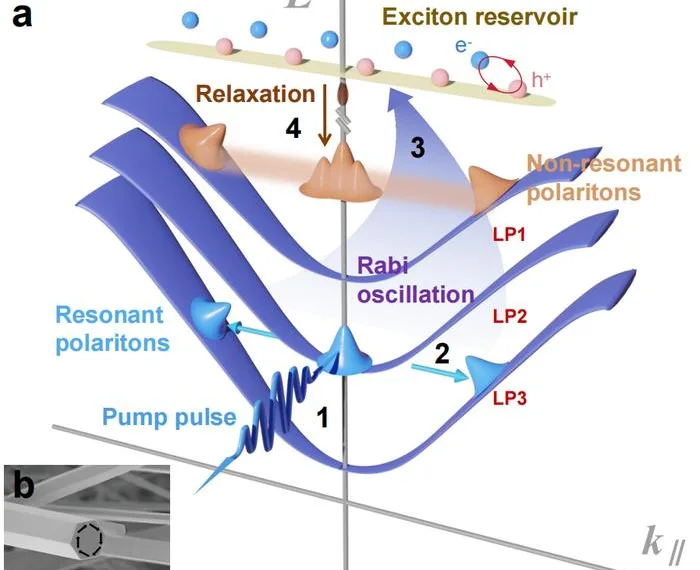 Scientists show laser coherence transfer in quantum light–matter states