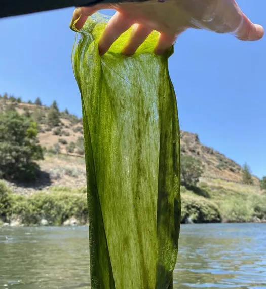 Not playing by the rules: USU researcher explores filamentous algae dynamics in rivers