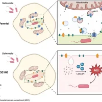 salmonella tryphimurium