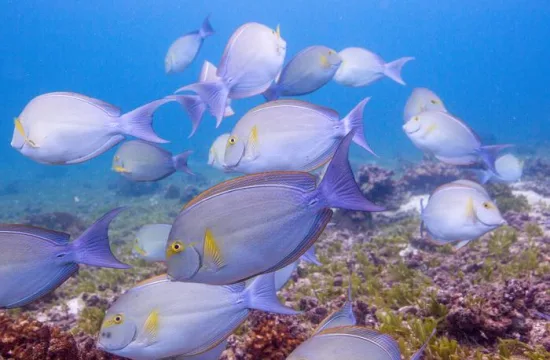 surgeon fish coiba sean mattson