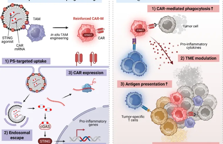 vivo CAR macrophage generation