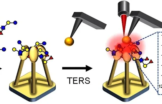 Researchers develop new tool to decode complex carbohydrate structures 3 carbohydrate structures