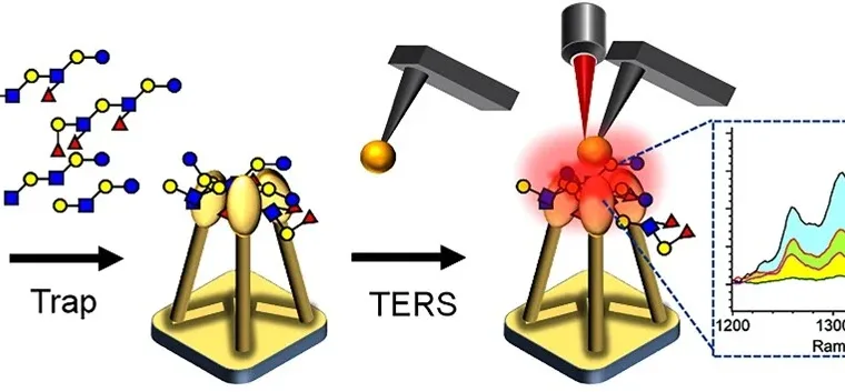 carbohydrate structures