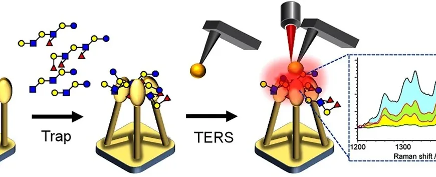 Researchers develop new tool to decode complex carbohydrate structures