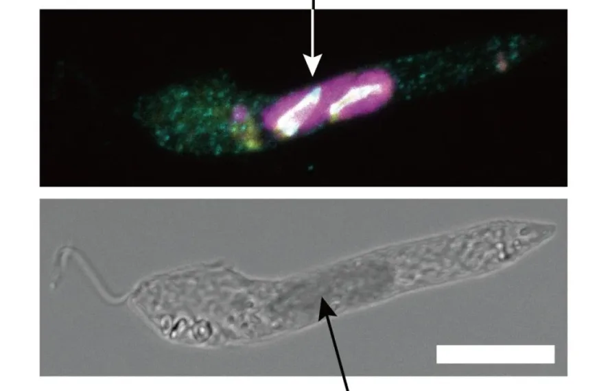 Blog 9 Stolen chloroplasts maintained by host-made proteins offer clues to plant cell origins