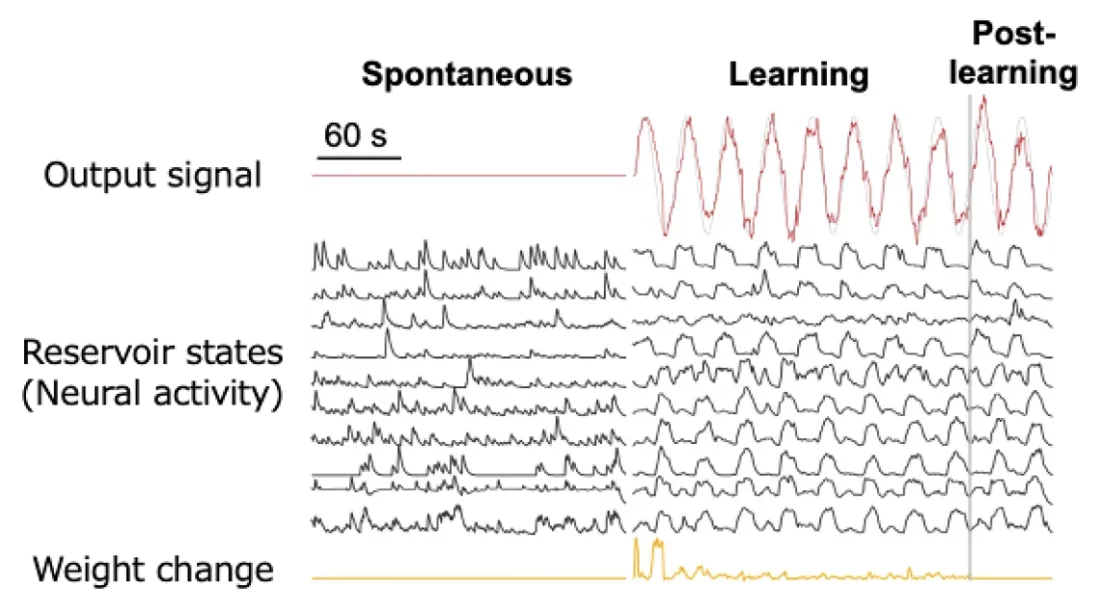 Tohoku Team Trains Biological Networks to Generate Complex Signals 3 Picture2 17