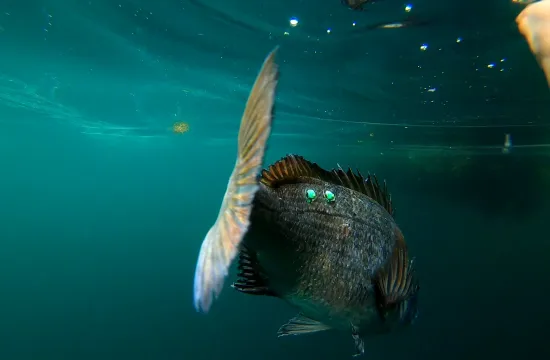 Tagged black sea bream