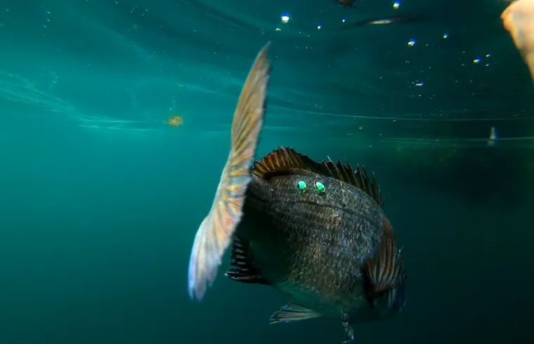 Tagged black sea bream