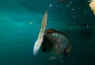 Tagged black sea bream