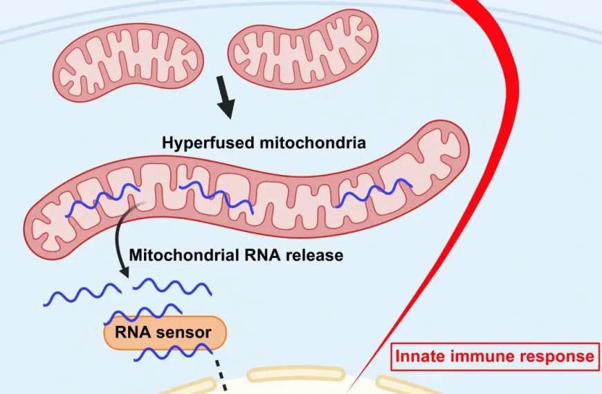 Osaka Scientists Reveal Mitochondrial Fusion as Key to Immune-Tumor Interaction