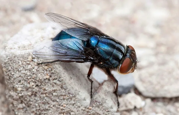 Screwworm Outbreak in Central America