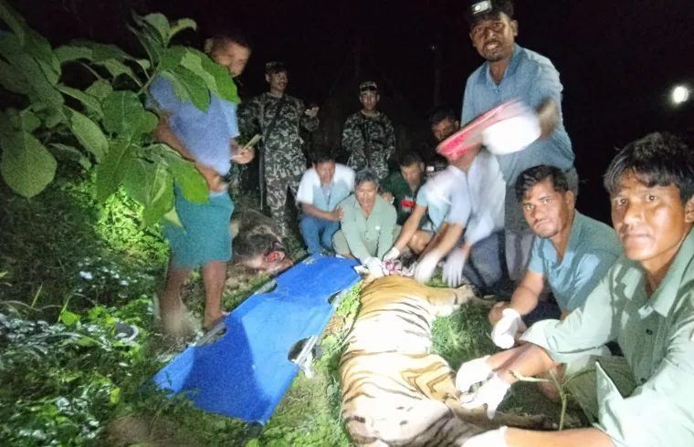 tiger rescue ntnc