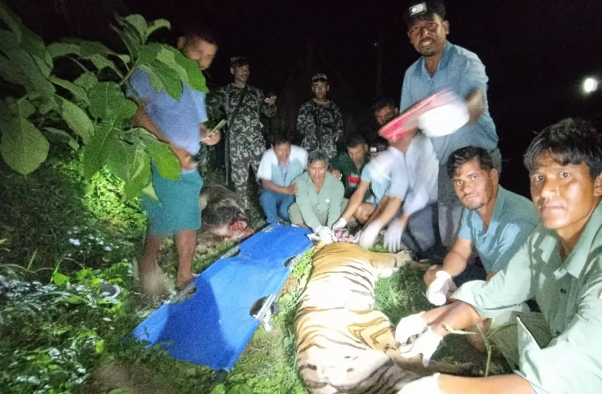 Tiger Rescued in Nepal’s Chitwan After Livestock Attacks