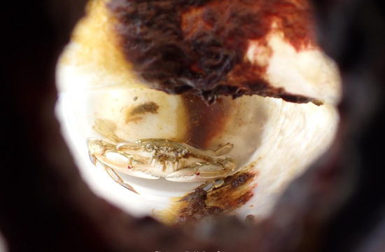 Crab Found Trapped in Plastic Bottle Off Okinawa Highlights Hidden Perils of Marine Pollution 3 image 2