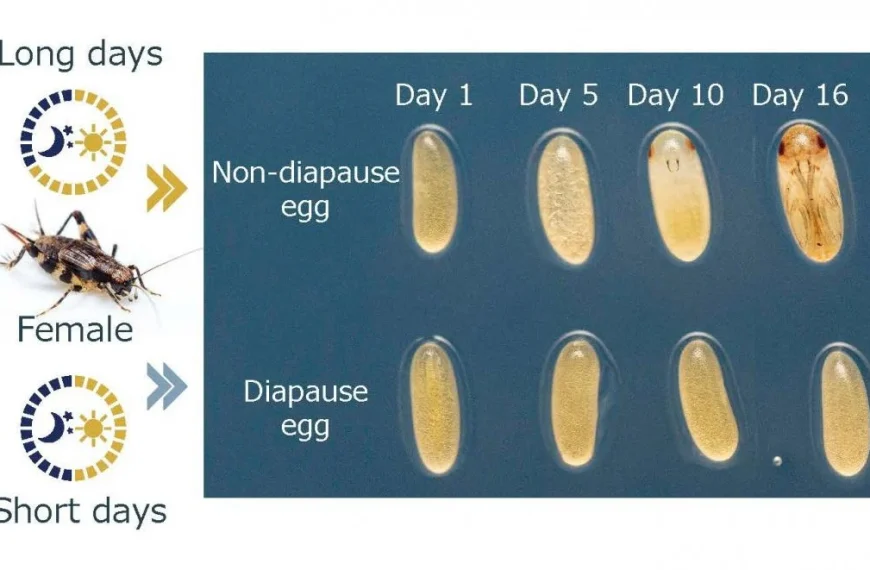 Japanese researchers uncover how cricket mothers control offspring development